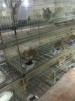 6位母兔塑料板兔笼12位无底竹板兔舍24位商品兔笼。