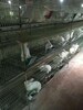 生产4层14位商品兔笼优质彩色镀锌养兔用品厂家直销批发