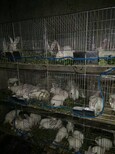 现货供应赖兔笼商品兔笼子母兔笼配件图片1