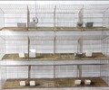 加粗镀锌兔笼家养饲养养殖兔笼塑料板地子母笼。