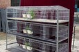 供应种兔笼具12位子母竹底板兔笼9位塑料板种兔商品笼。