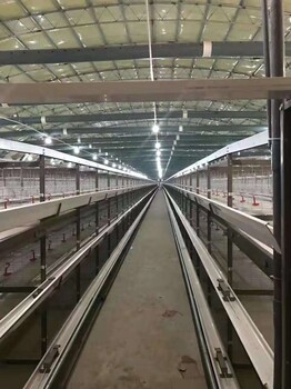 肉鸡笼自动养鸡设备肉鸡笼安装视频自动化一体养殖