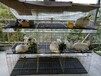 兔笼厂家12位无底子母兔笼带竹板或者塑料板全体兔笼配件