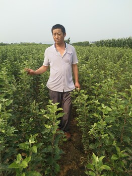 美八蘋果苗簡(jiǎn)介美八蘋果苗價(jià)格美八蘋果苗基地寒富蘋果苗簡(jiǎn)介