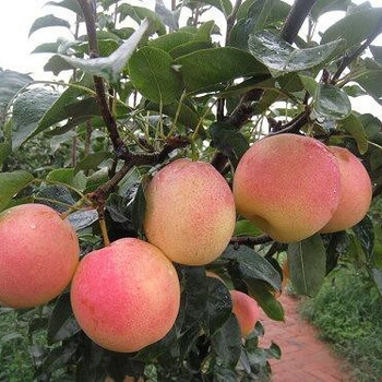 奧冠紅梨苗奧冠紅梨苗品種價(jià)格