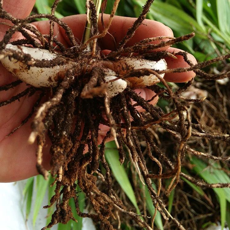 重庆川草阁药材基地大量供应带块茎的白芨种苗和重楼种苗