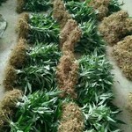 药材种植公司比比皆是，唯有重庆川草阁的药材种苗首屈一指