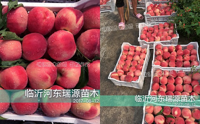 风味皇后哪个品种好_风味皇后树苗价格