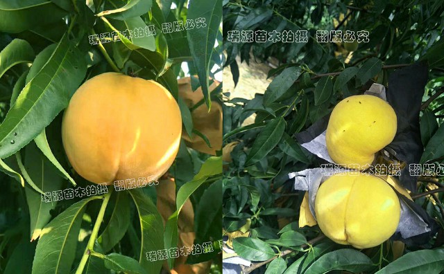 新品种黄桃多少钱
