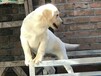 杜高犬养殖基地面向全国出售种狗