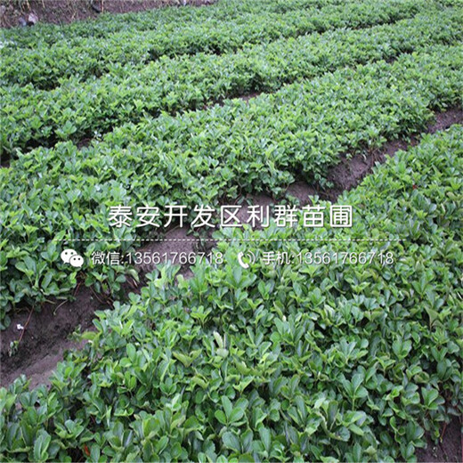 妙香3號(hào)草莓苗基地價(jià)格