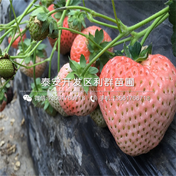 2018年波特拉草莓苗、波特拉草莓苗出售