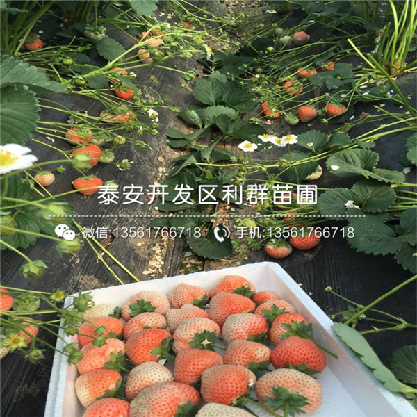 我想买99号草莓苗、99号草莓苗多少钱一棵