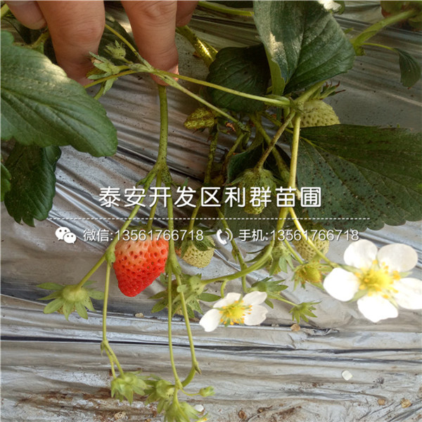 大棚幸之花草莓苗一亩地种植多少棵