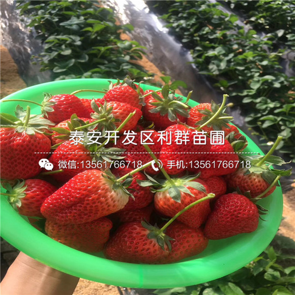 2018年九香草莓苗品种