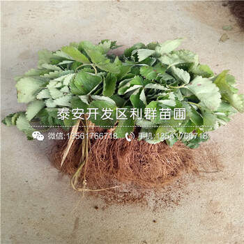 红脸颊草莓苗种植技术、红脸颊草莓苗什么时候种植好