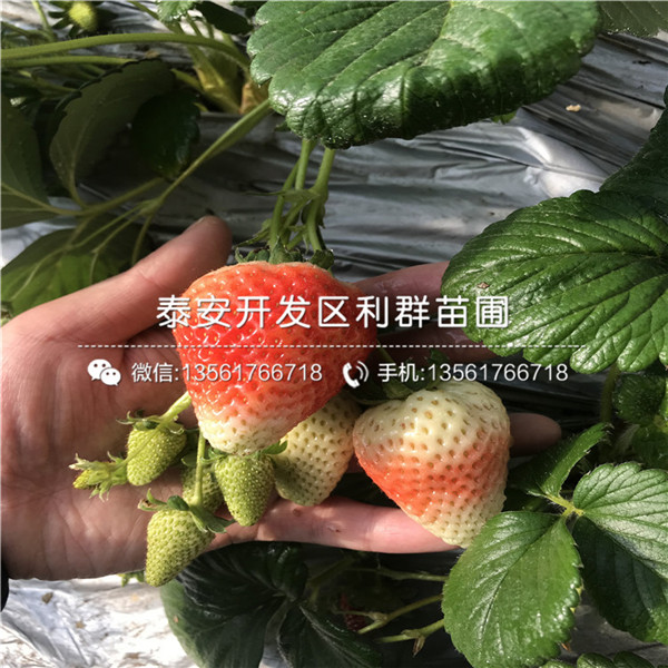 爱娘草莓苗介绍、爱娘草莓苗新品种