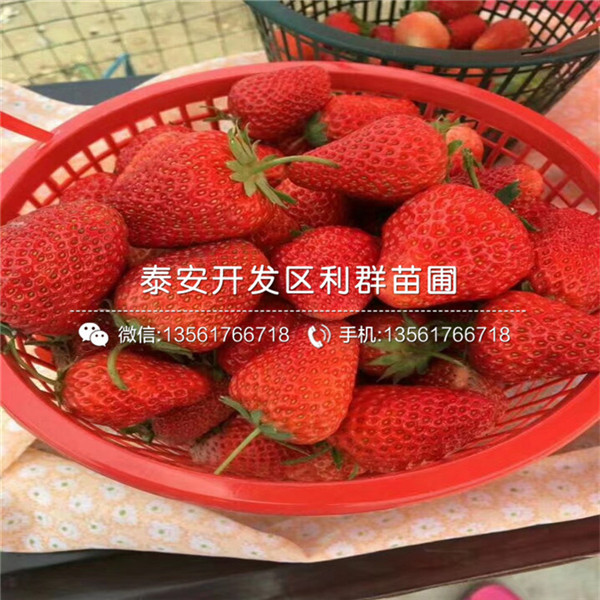 脱毒草莓苗基地批发价格