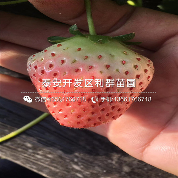 盆栽红袖添香草莓苗价格