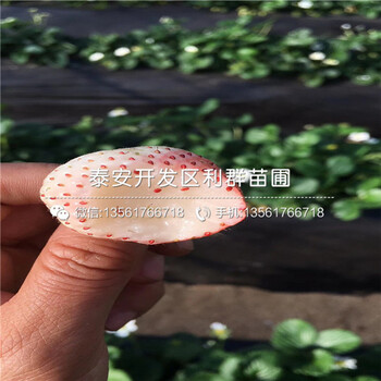 山东牛奶草莓苗出售