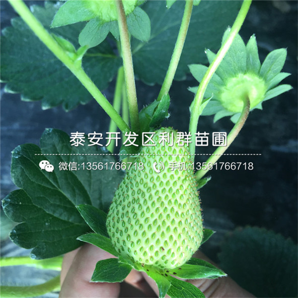 红宝石草莓苗口感怎么样