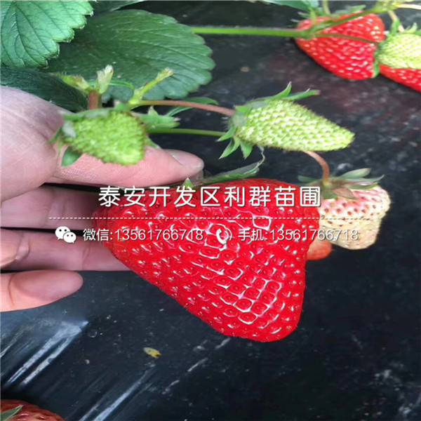 新品种安娜草莓苗多少钱一棵
