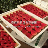 组培草莓苗多少钱、2018年组培草莓苗出售价格图片0