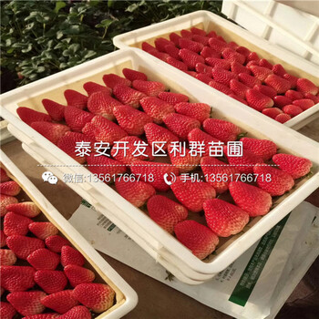 组培草莓苗多少钱、2018年组培草莓苗出售价格