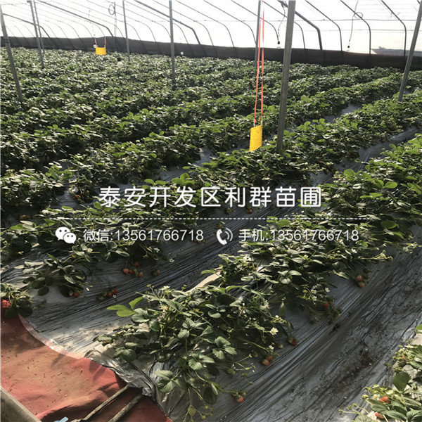 冬香草莓苗价格多少、2018年冬香草莓苗价格