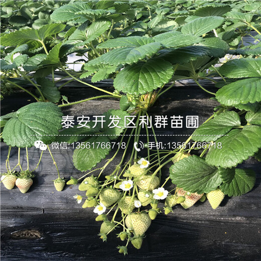 山東大將軍草莓苗、山東大將軍草莓苗基地
