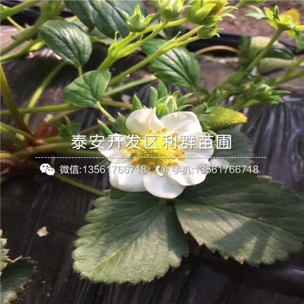山東女峰草莓苗出售基地