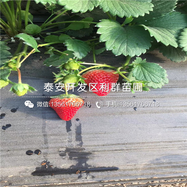 2018年波特拉草莓苗、波特拉草莓苗出售