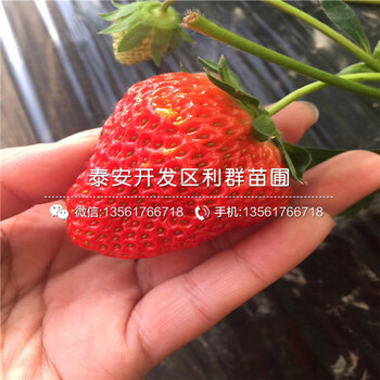 红实美草莓苗价格、2018年红实美草莓苗多少钱一棵