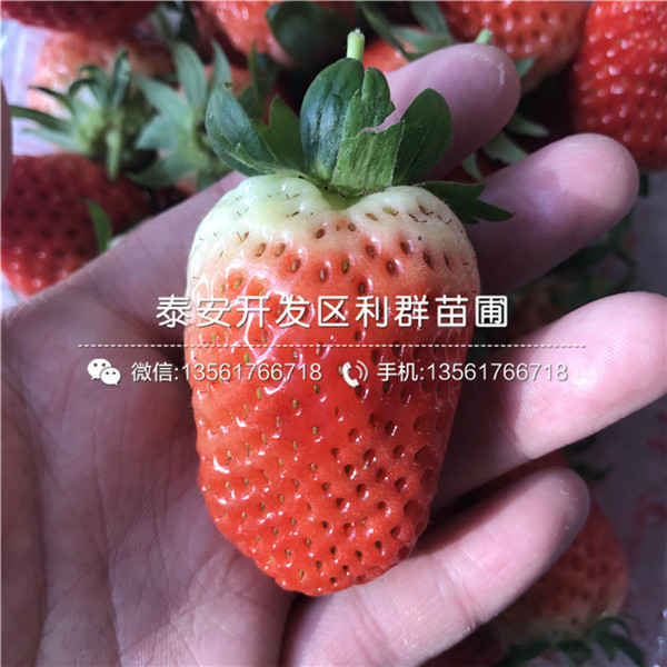 吐德拉草莓苗種植技術(shù)、吐德拉草莓苗什么時(shí)候種植好