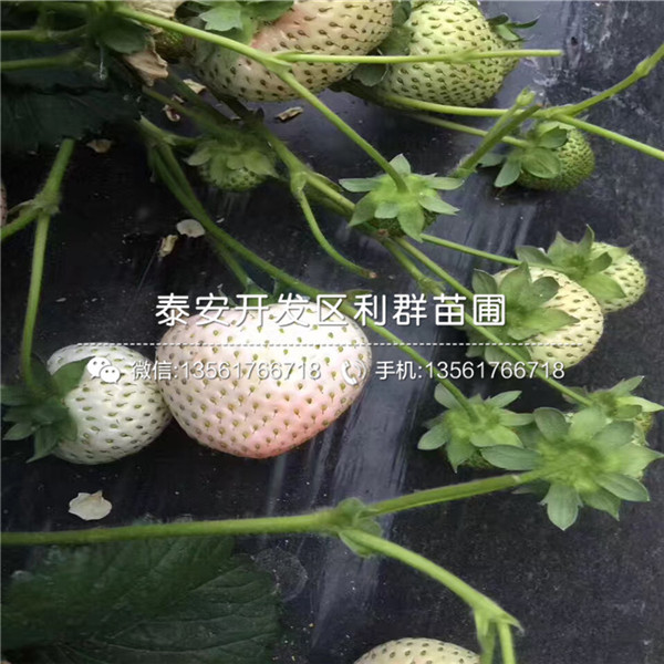 我想买奶油草莓苗、奶油草莓苗多少钱一棵