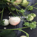 红宝石草莓苗出售价格、红宝石草莓苗出售基地