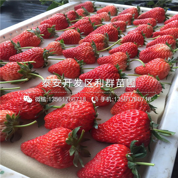 莓宝草莓苗多少钱