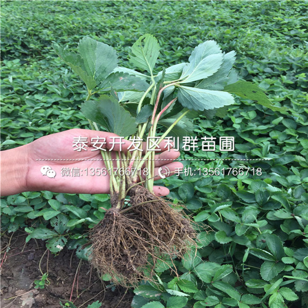 小白草莓苗价格、小白草莓苗多少钱