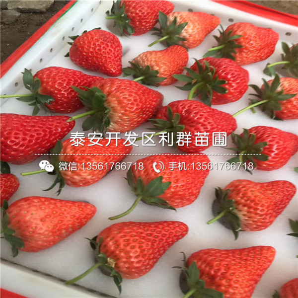 2018年波特拉草莓苗新品种