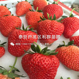 桃熏草莓苗品种、2018年桃熏草莓苗品种图片2