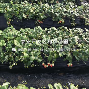 红实美草莓苗价格多少、红实美草莓苗亩产量多少斤