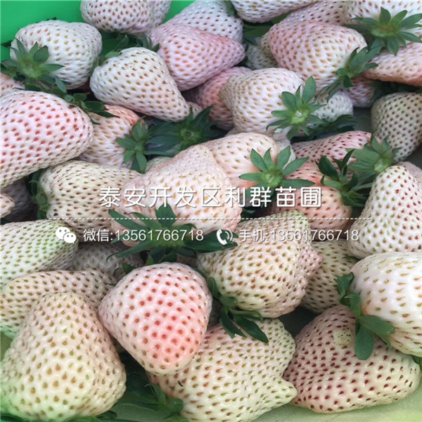2018年美德萊特草莓苗出售基地