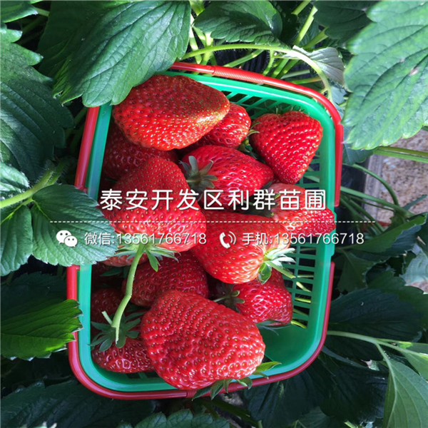 红宝石草莓苗品种介绍