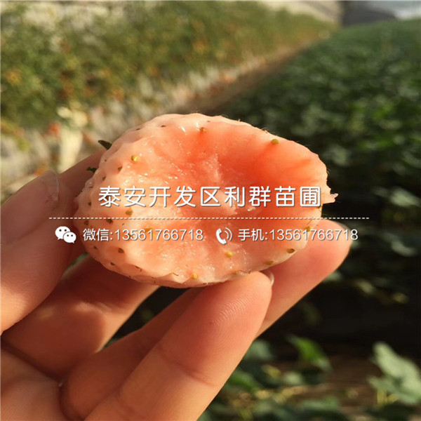 京藏香草莓苗价格多少钱一棵