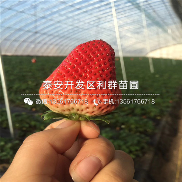 红实美草莓苗价格多少、红实美草莓苗亩产量多少斤