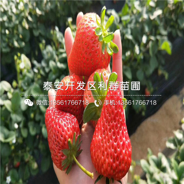 2018年山东草莓苗、山东草莓苗多少钱一棵