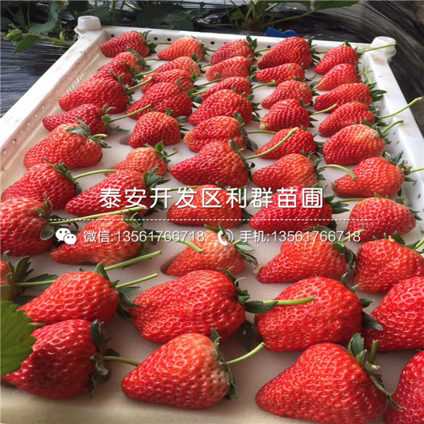 奥巴草莓苗价格多少