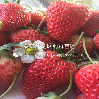 山东钻石草莓苗多少钱一棵、山东钻石草莓苗基地
