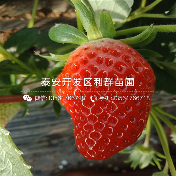 法兰地草莓苗哪里有卖、法兰地草莓苗价格多少