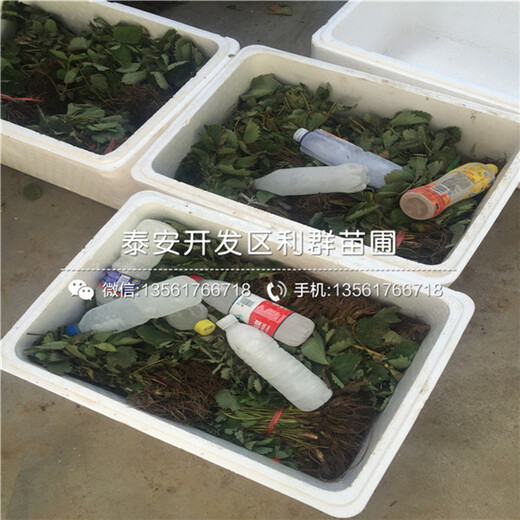 晶瑤草莓苗品種介紹、晶瑤草莓苗價(jià)格多少
